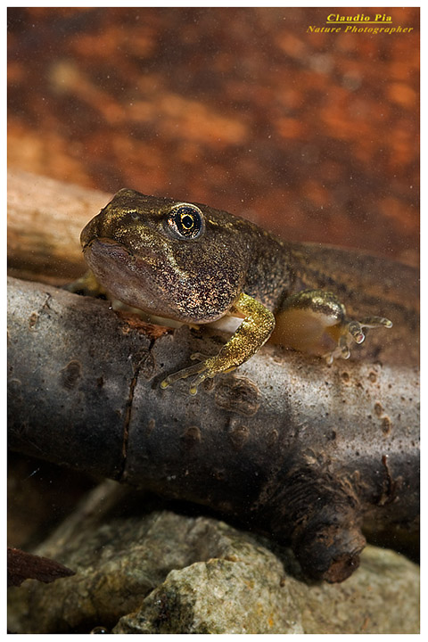 foto, rana temporaria, common frog, mating, eggs, deposizione, val d'aveto